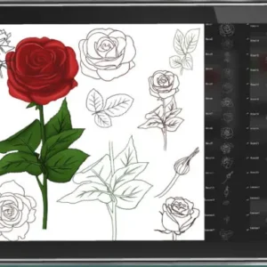 Roses Brushes Procreate